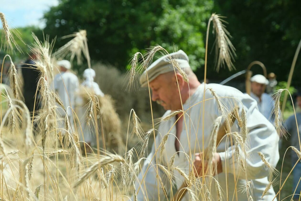  Żniwa w lubelskim skansenie (zdjęcie 2) - Autor: Maciej Kaczanowski