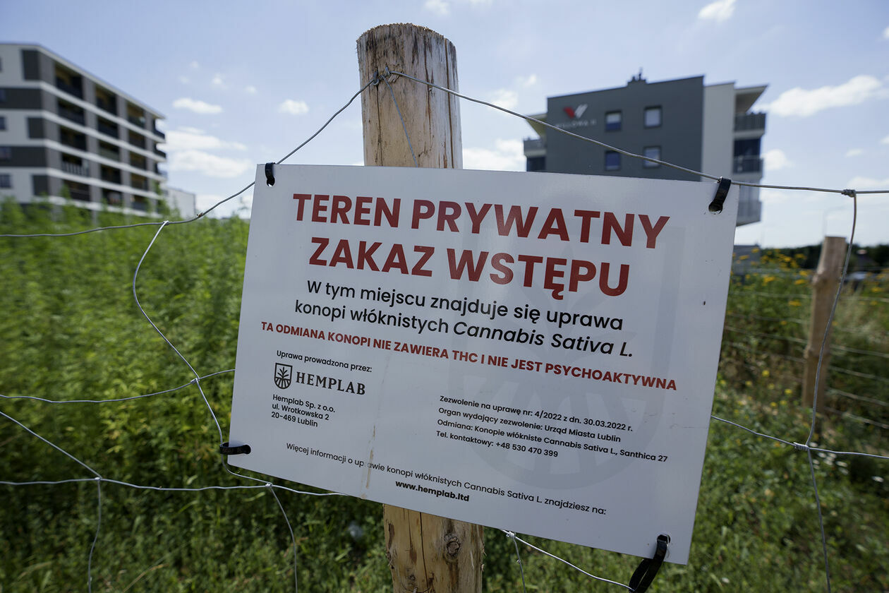  Plantacja konopi w Lublinie (zdjęcie 5) - Autor: Michał Siudziński