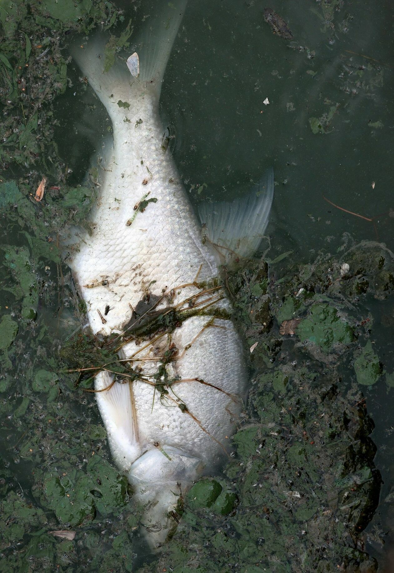  Martwe małże i ryby w Zalewie Zemborzyckim (zdjęcie 21) - Autor: Piotr Michalski