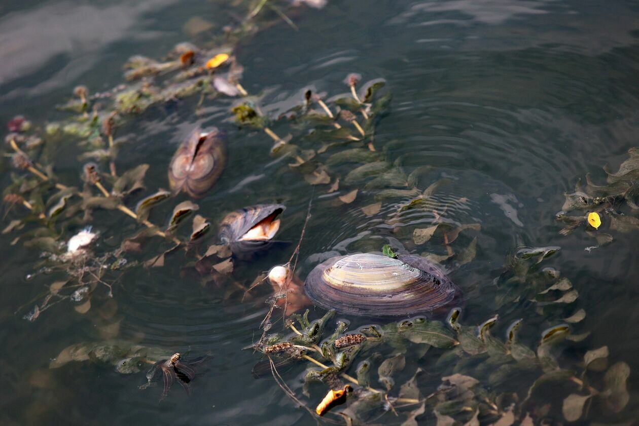  Martwe małże i ryby w Zalewie Zemborzyckim (zdjęcie 26) - Autor: Piotr Michalski
