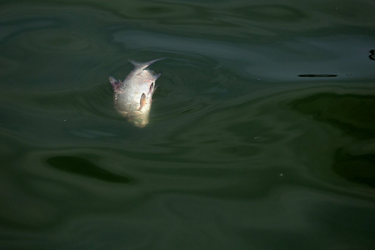  Martwe małże i ryby w Zalewie Zemborzyckim (zdjęcie 22) - Autor: Piotr Michalski