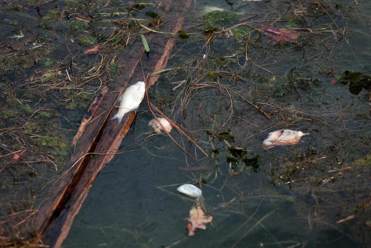  Martwe małże i ryby w Zalewie Zemborzyckim (zdjęcie 7) - Autor: Piotr Michalski