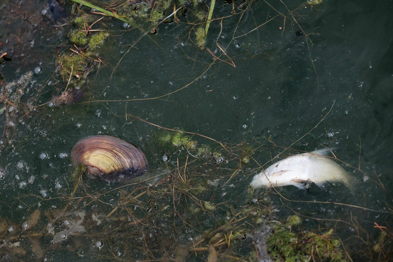  Martwe małże i ryby w Zalewie Zemborzyckim (zdjęcie 10) - Autor: Piotr Michalski