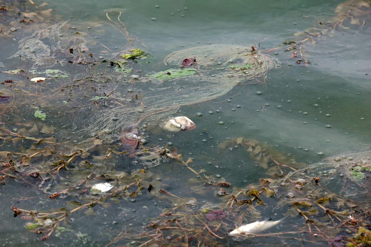  Martwe małże i ryby w Zalewie Zemborzyckim (zdjęcie 4) - Autor: Piotr Michalski