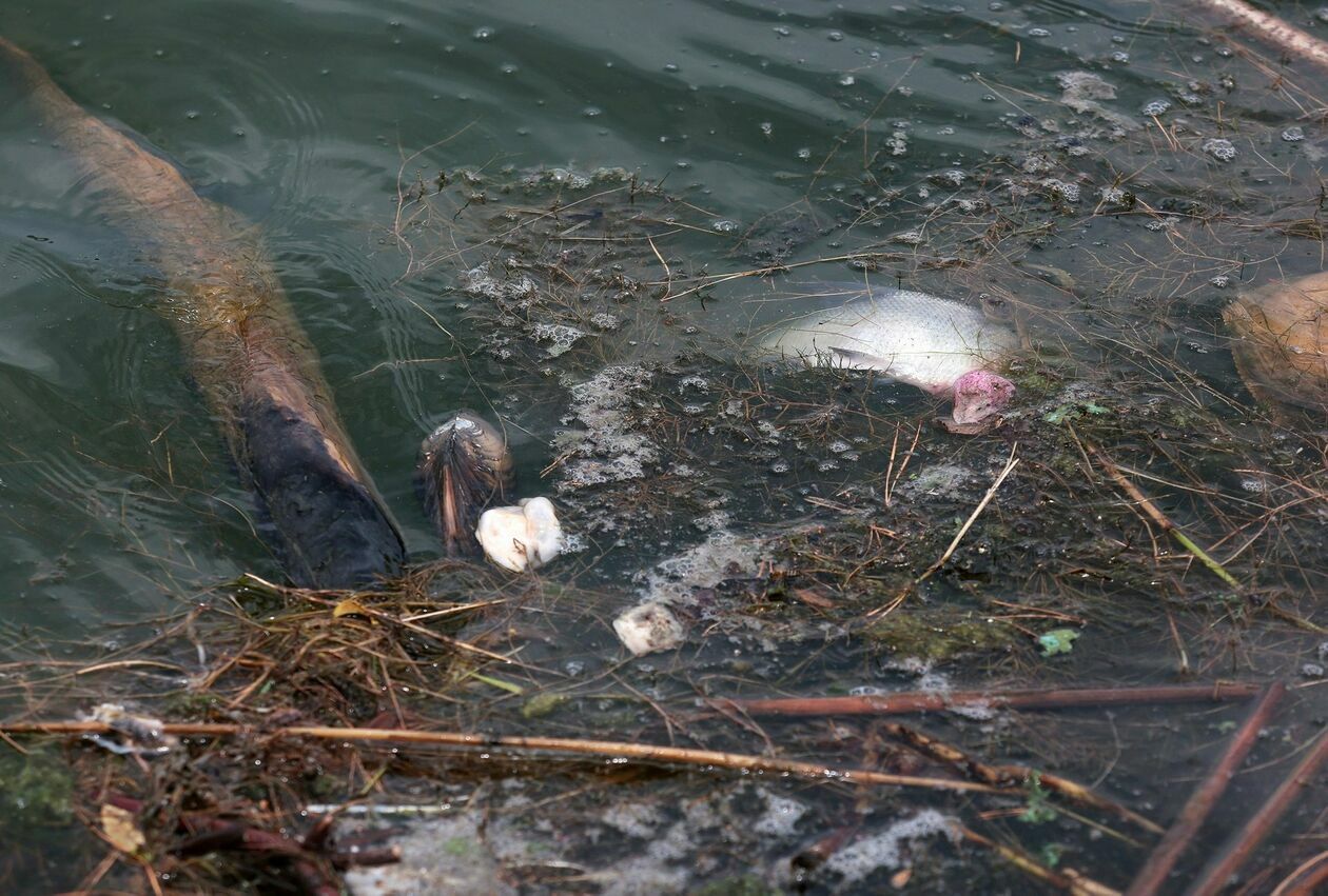  Martwe małże i ryby w Zalewie Zemborzyckim (zdjęcie 8) - Autor: Piotr Michalski