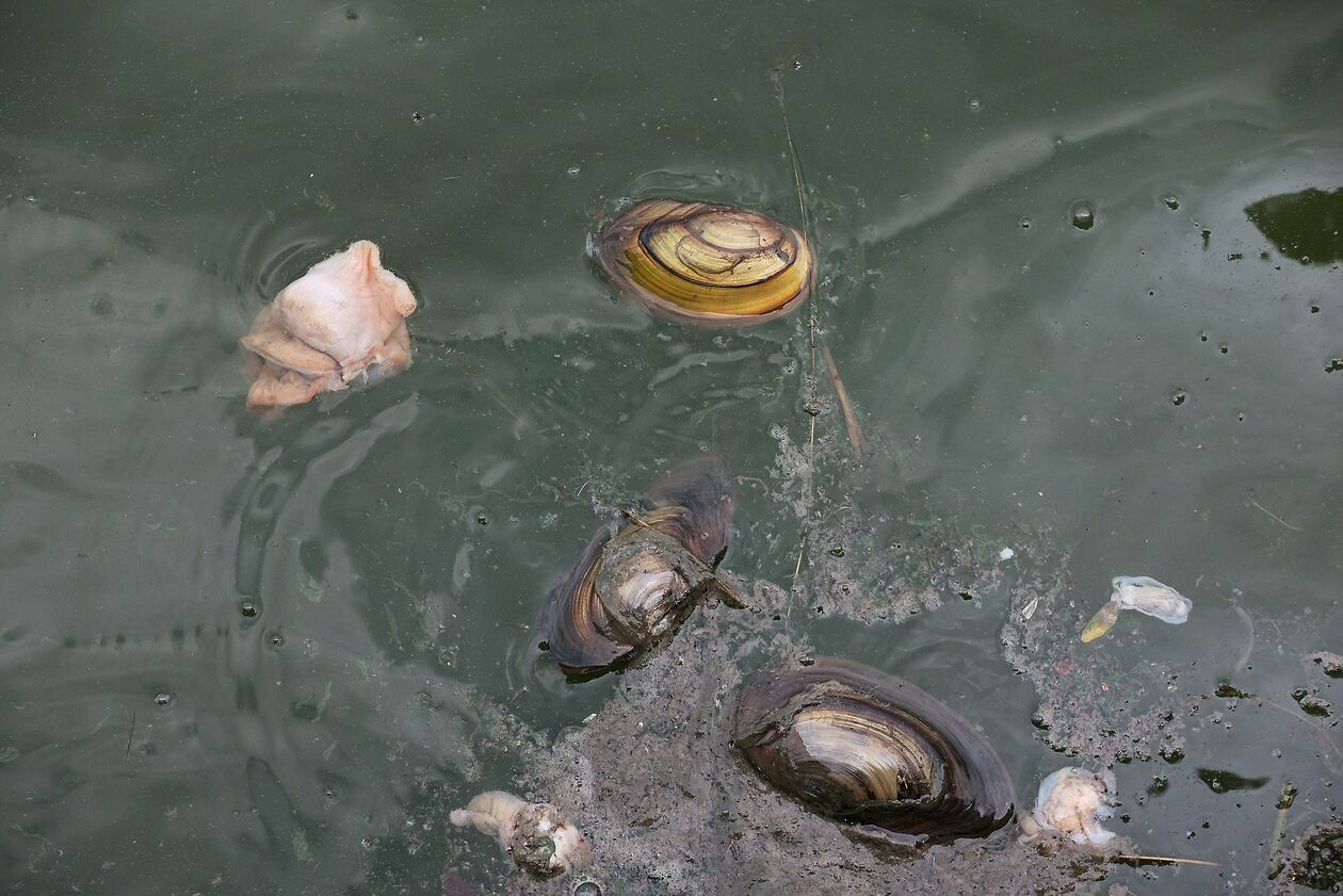  Martwe małże i ryby w Zalewie Zemborzyckim (zdjęcie 20) - Autor: Piotr Michalski