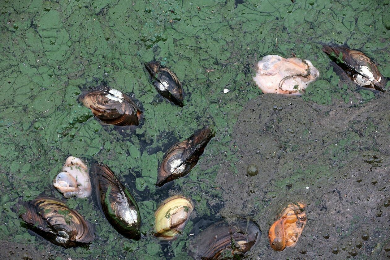  Martwe małże i ryby w Zalewie Zemborzyckim (zdjęcie 2) - Autor: Piotr Michalski