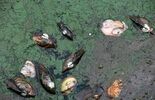 Martwe małże i ryby w Zalewie Zemborzyckim (zdjęcie 2)