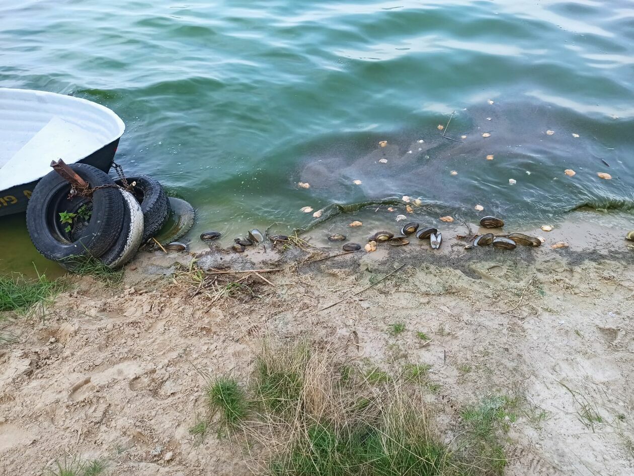  Martwe małże i ryby w Zalewie Zemborzyckim (zdjęcie 31) - Autor: Agnieszka Mazuś