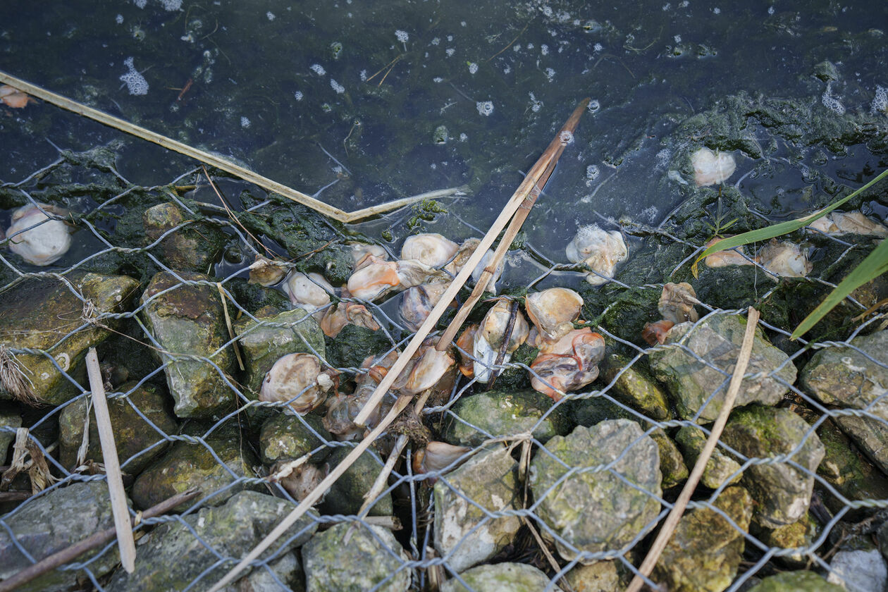  Odławianie martwych małży z Zalewu Zemborzyckiego w Lublinie (zdjęcie 8) - Autor: Michał Siudziński