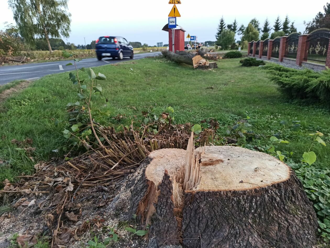  Wycinka 720 drzew na drodze wojewódzkiej 820 (zdjęcie 4) - Autor: Agnieszka Mazuś