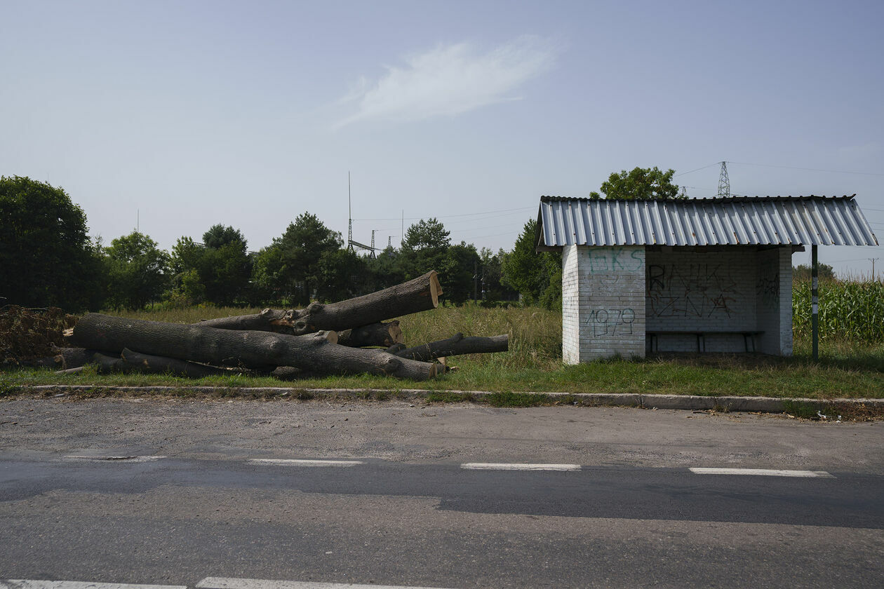  Wycinka 720 drzew na drodze wojewódzkiej 820 (zdjęcie 16) - Autor: Michał Siudziński