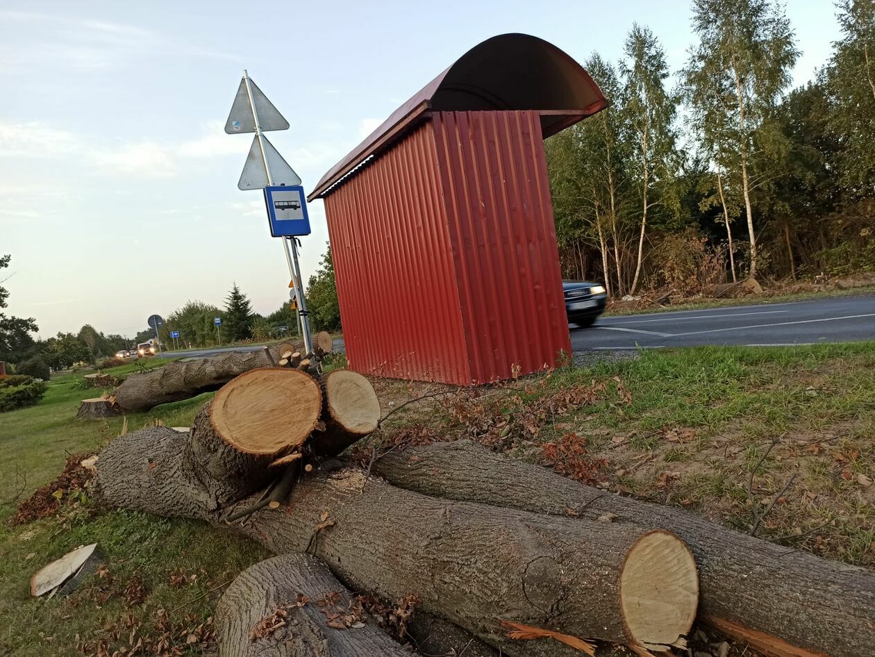  Wycinka 720 drzew na drodze wojewódzkiej 820 (zdjęcie 6) - Autor: Agnieszka Mazuś