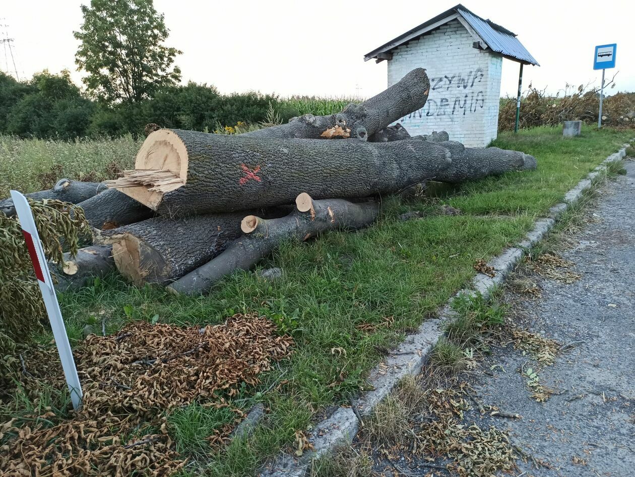  Wycinka 720 drzew na drodze wojewódzkiej 820 (zdjęcie 9) - Autor: Agnieszka Mazuś