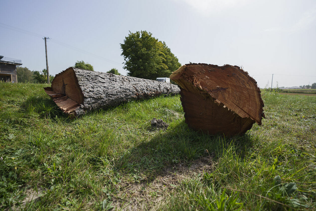  Wycinka 720 drzew na drodze wojewódzkiej 820 (zdjęcie 19) - Autor: Michał Siudziński