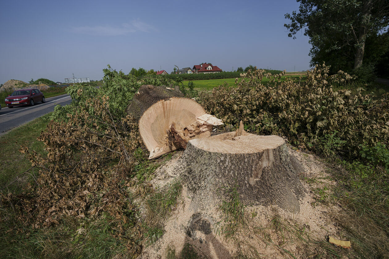  Wycinka 720 drzew na drodze wojewódzkiej 820 (zdjęcie 11) - Autor: Michał Siudziński