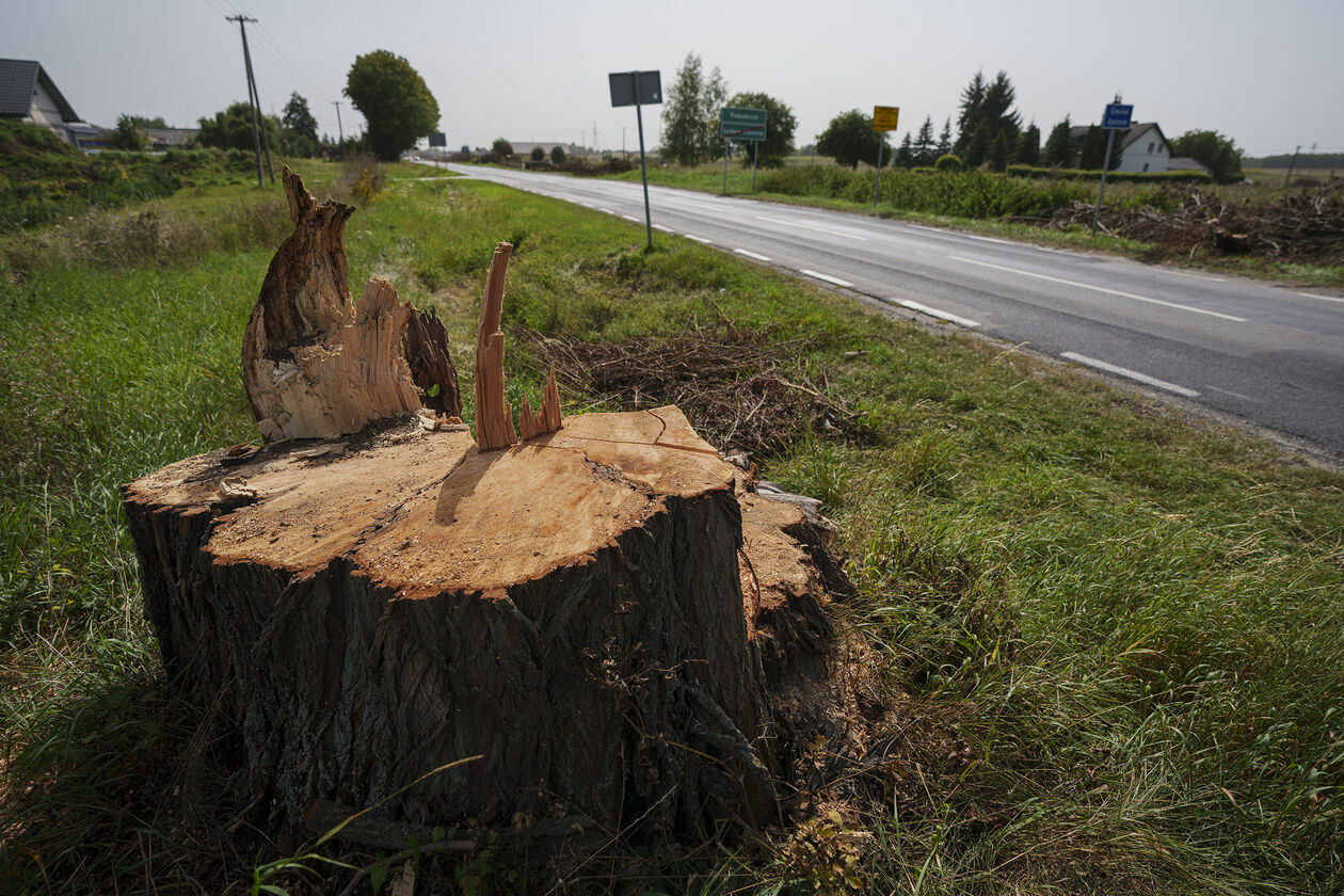  Wycinka 720 drzew na drodze wojewódzkiej 820 (zdjęcie 18) - Autor: Michał Siudziński