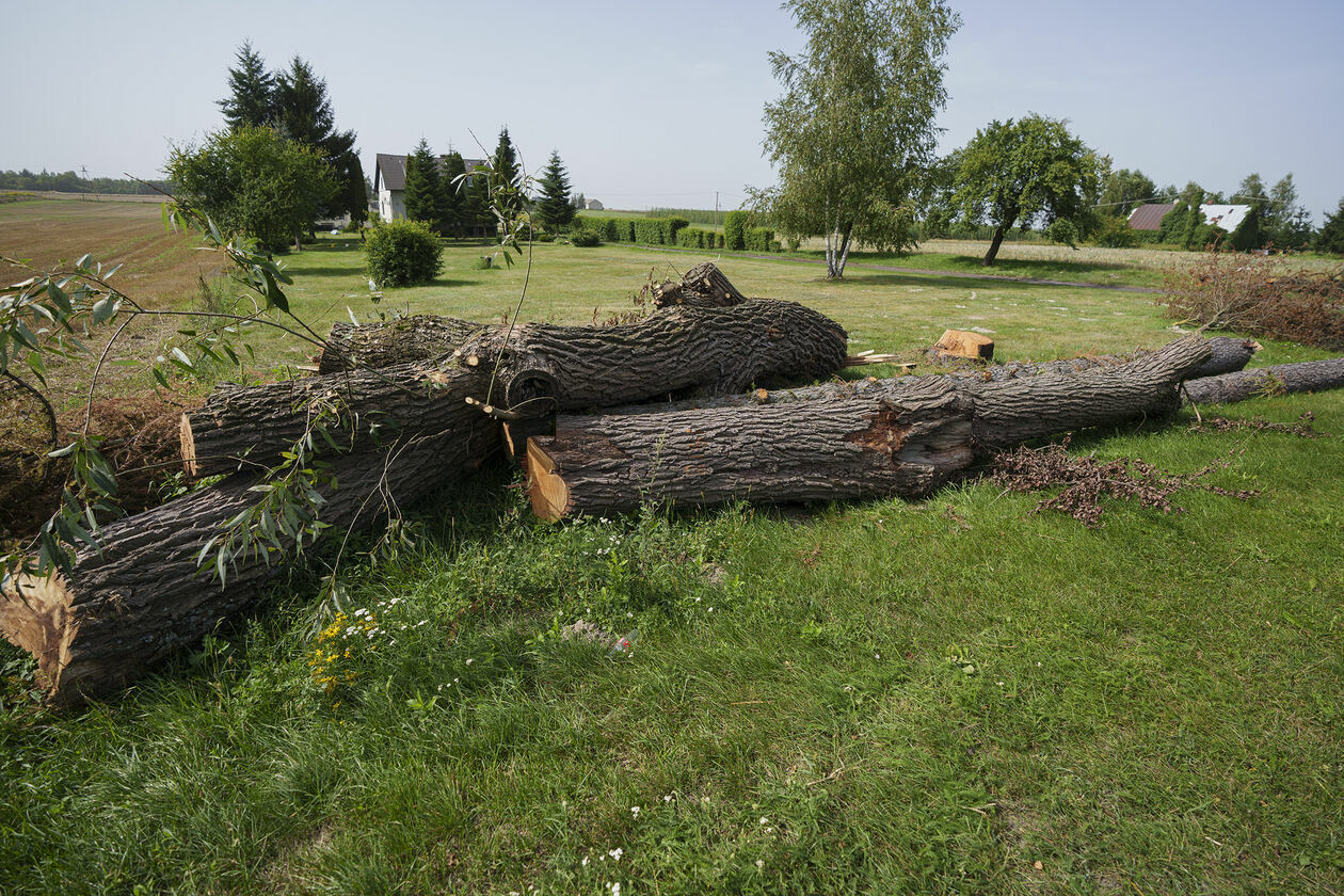  Wycinka 720 drzew na drodze wojewódzkiej 820 (zdjęcie 20) - Autor: Michał Siudziński