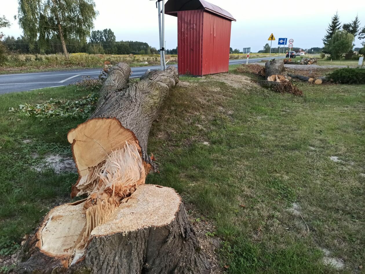  Wycinka 720 drzew na drodze wojewódzkiej 820 (zdjęcie 3) - Autor: Agnieszka Mazuś