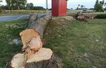 Wycinka 720 drzew na drodze wojewódzkiej 820 (zdjęcie 3)