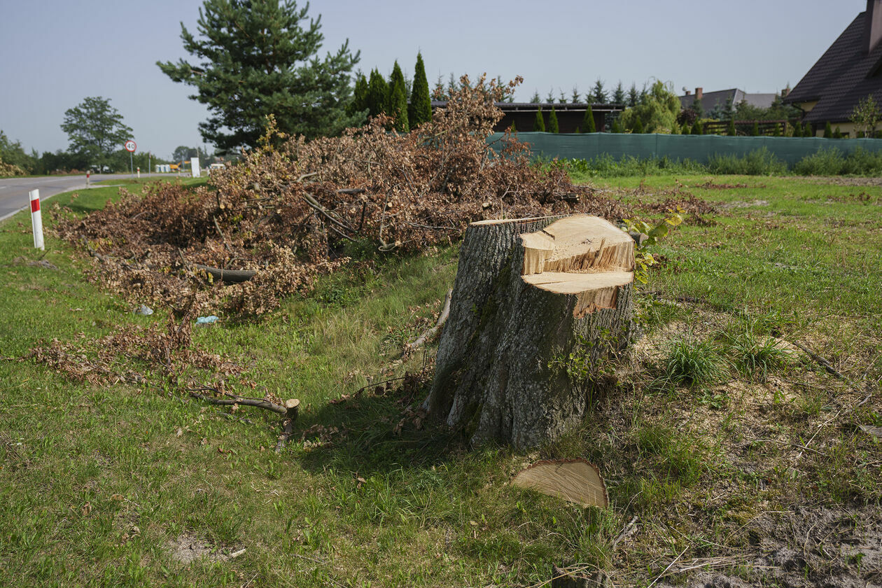  Wycinka 720 drzew na drodze wojewódzkiej 820 (zdjęcie 1) - Autor: Michał Siudziński