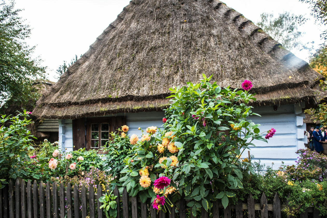  Obieraczki kapusty w Muzeum Wsi Lubelskiej (zdjęcie 57) - Autor: Tomasz Tylus