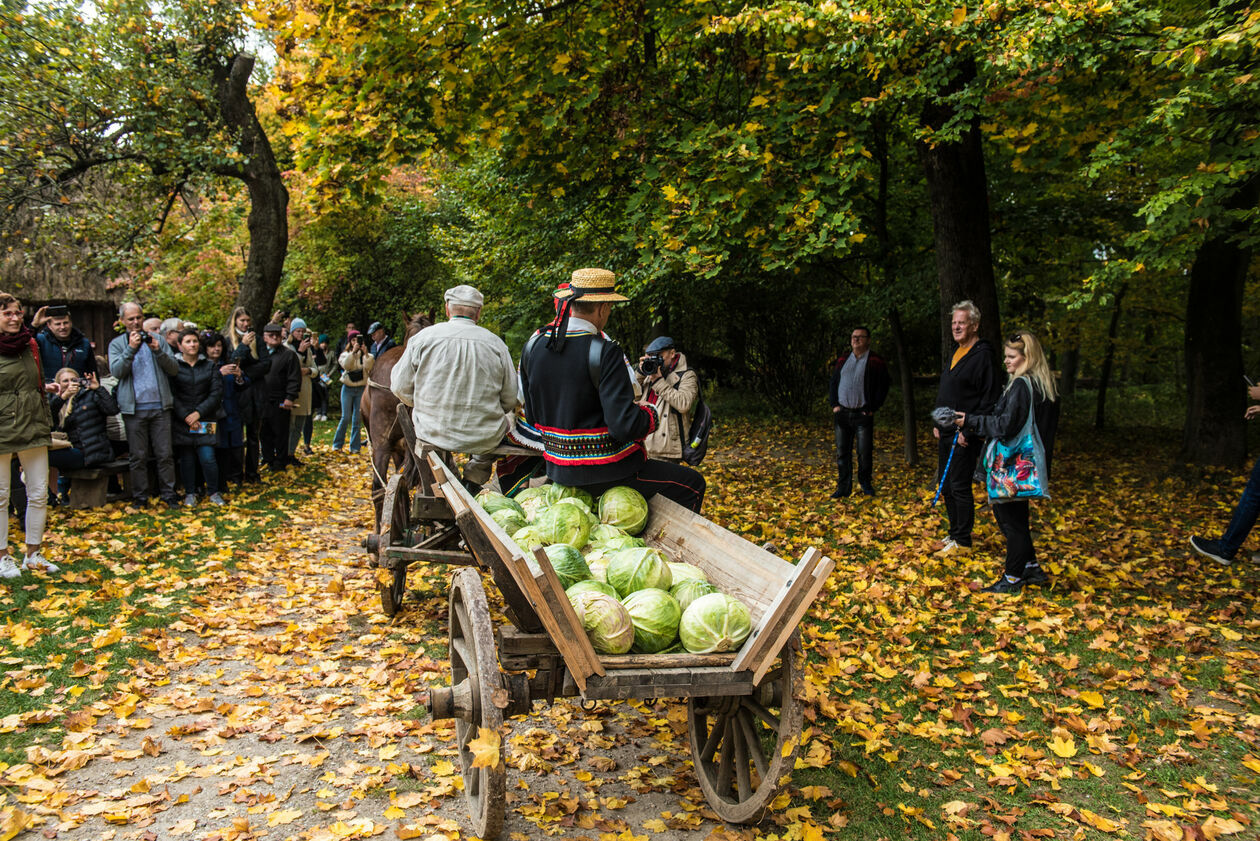  Obieraczki kapusty w Muzeum Wsi Lubelskiej (zdjęcie 32) - Autor: Tomasz Tylus