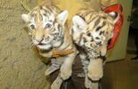 Małe tygrysiczki w zoo w Zamościu (zdjęcie 4)
