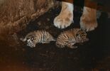 Małe tygrysiczki w zoo w Zamościu (zdjęcie 2)
