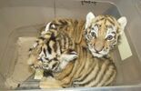 Małe tygrysiczki w zoo w Zamościu (zdjęcie 5)
