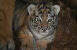 Małe tygrysiczki w zoo w Zamościu (zdjęcie 3)