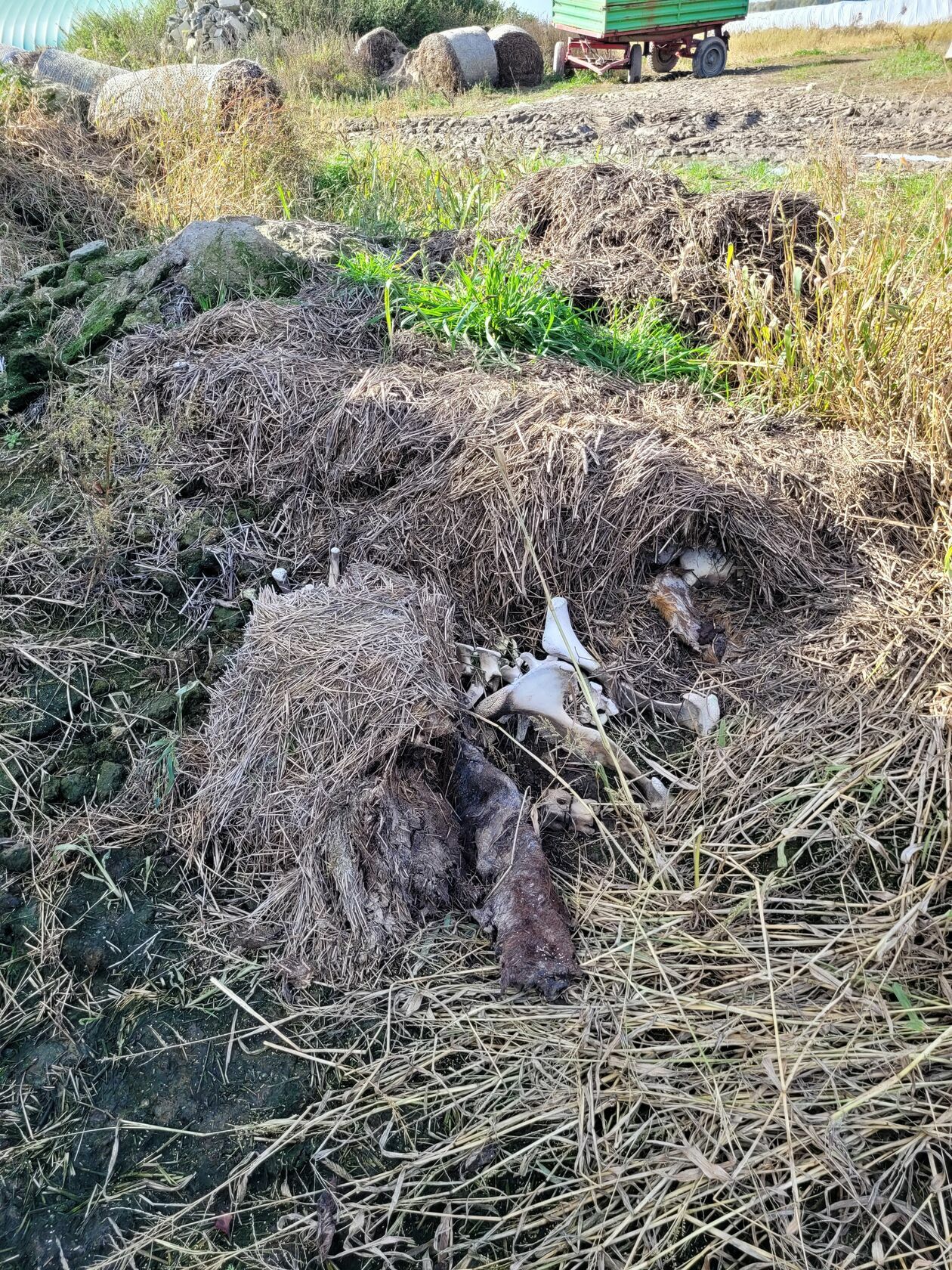  Wychudzone i bez dostępu do wody i paszy a także martwe bydło koło Parczewa [DRASTYCZNE] (zdjęcie 8) - Autor: PIW w Parczewie