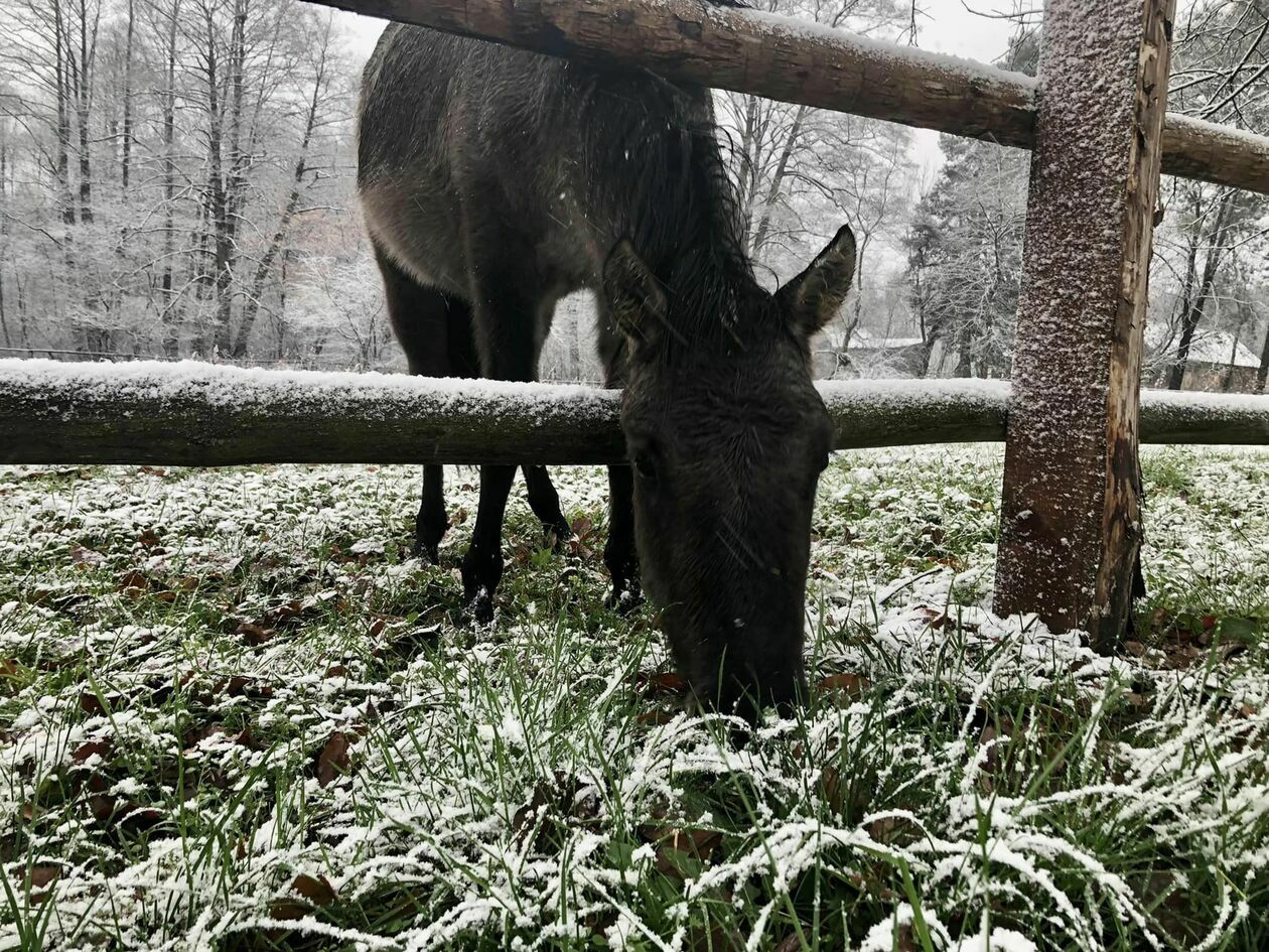  Zima na Roztoczu (zdjęcie 3) - Autor: Anna Szewc