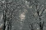 Zima w województwie lubelskim. Zdjęcia Czytelników (zdjęcie 4)