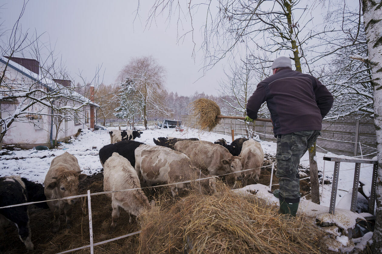  Krowy do adopcji (zdjęcie 13) - Autor: Michał Siudziński