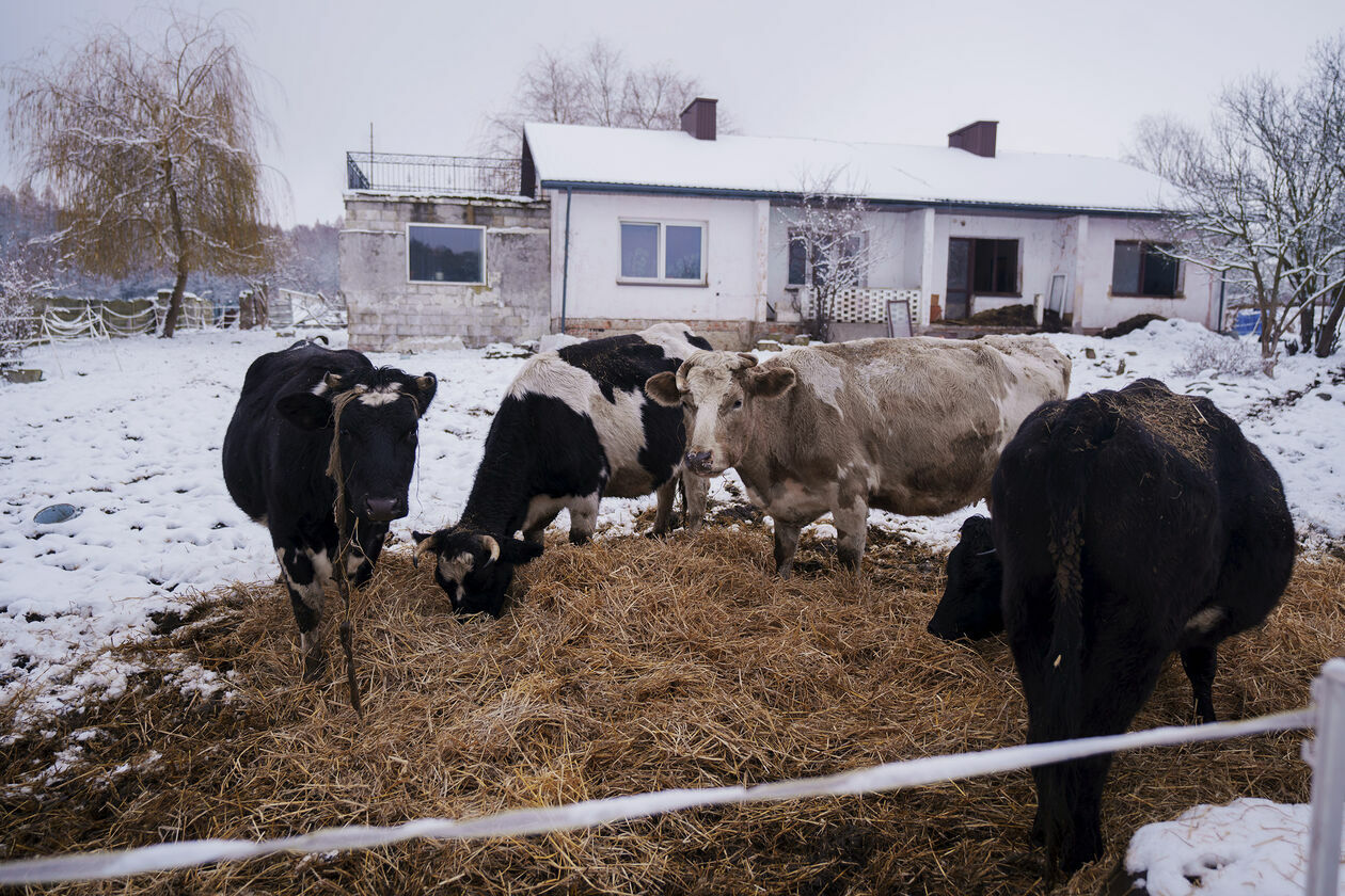  Krowy do adopcji (zdjęcie 1) - Autor: Michał Siudziński