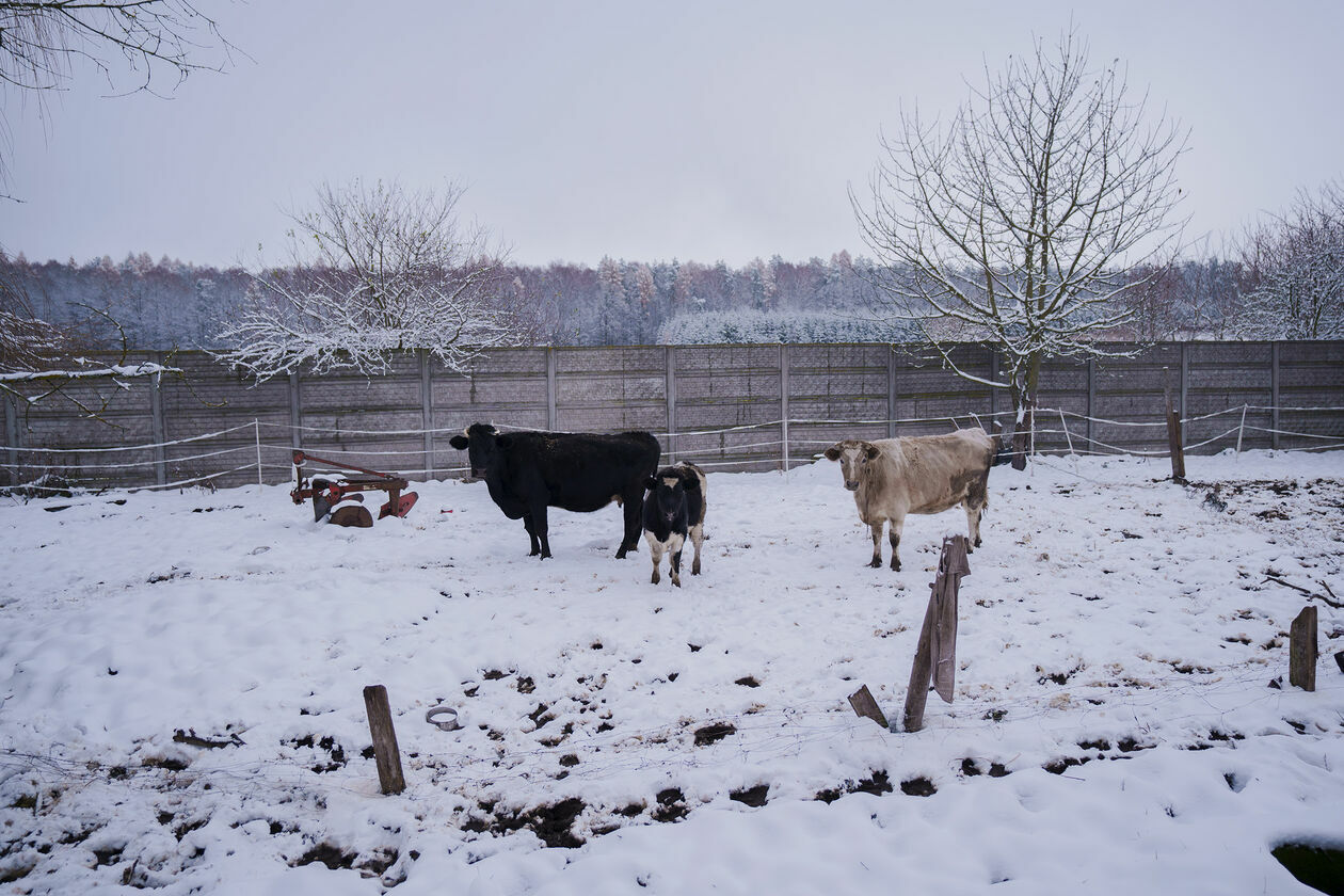 Krowy do adopcji (zdjęcie 17) - Autor: Michał Siudziński