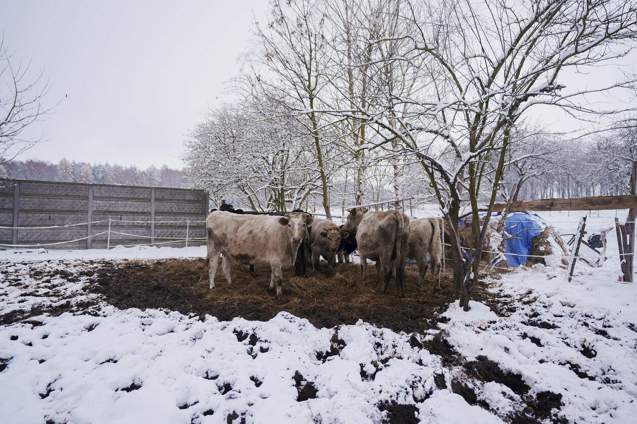  Krowy do adopcji (zdjęcie 4) - Autor: Michał Siudziński