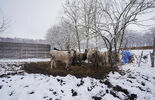 Krowy do adopcji (zdjęcie 4)