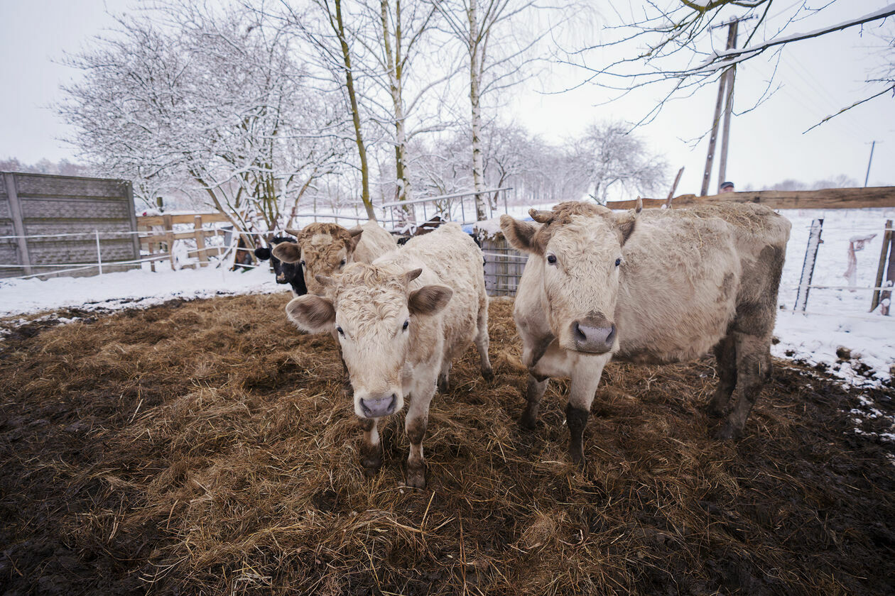  Krowy do adopcji (zdjęcie 5) - Autor: Michał Siudziński