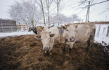 Krowy do adopcji (zdjęcie 5)
