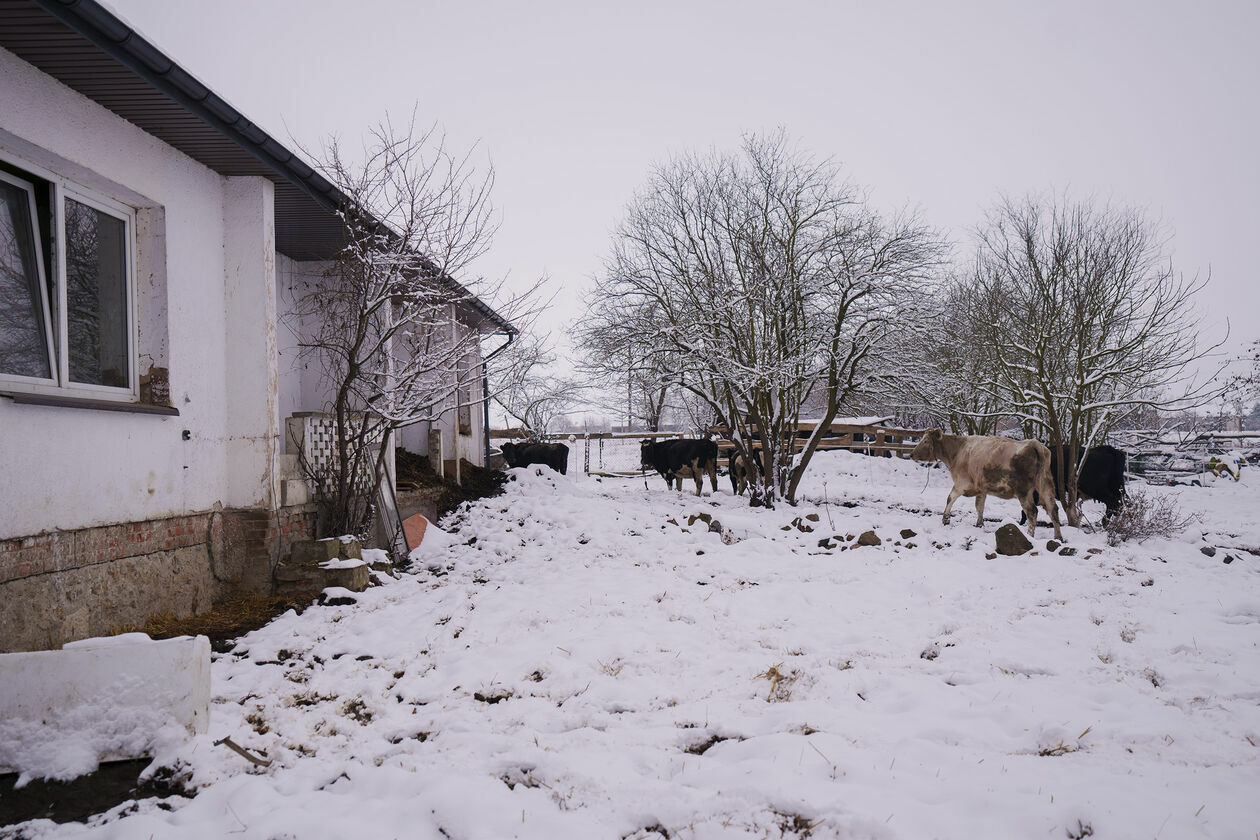  Krowy do adopcji  - Autor: Michał Siudziński