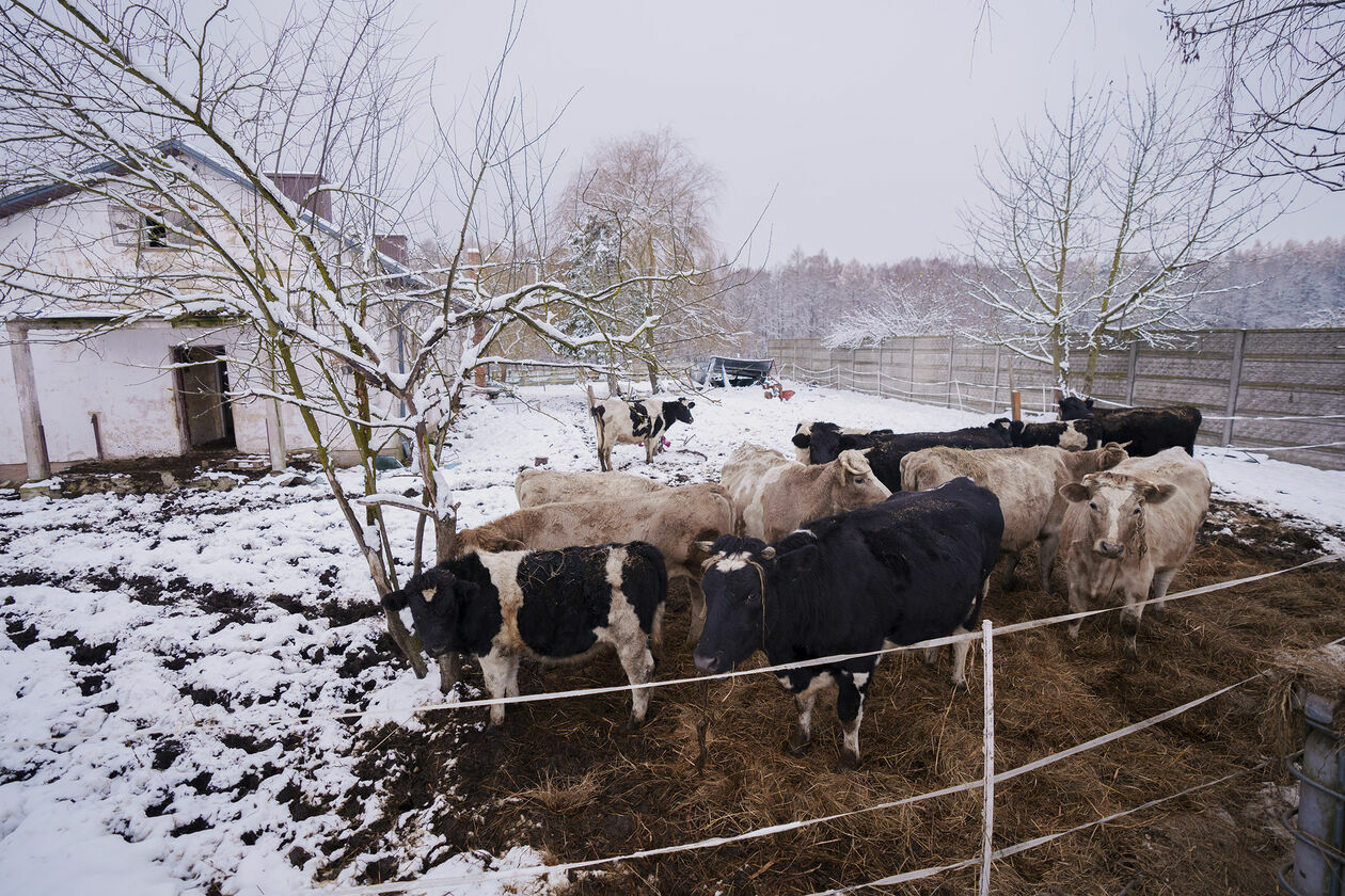  Krowy do adopcji (zdjęcie 12) - Autor: Michał Siudziński