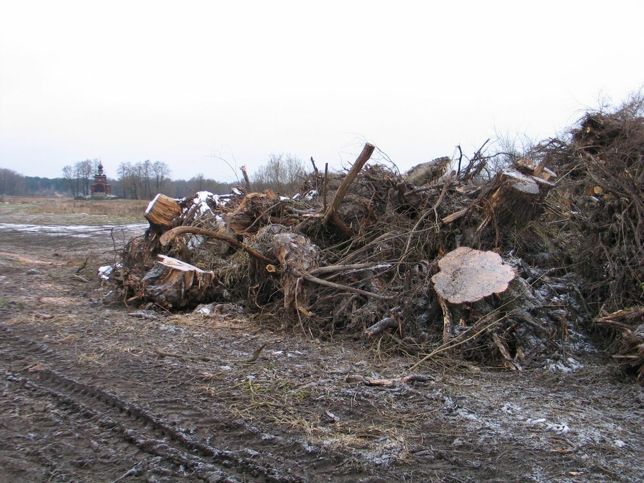  Wycinka nad Bugiem  - Autor: Federacja Arborystów Polskich