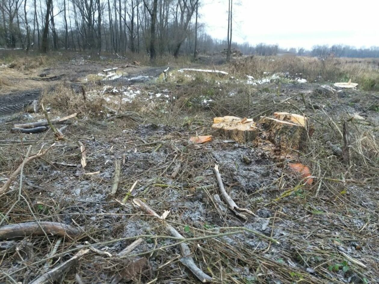  Wycinka nad Bugiem (zdjęcie 1) - Autor: Federacja Arborystów Polskich