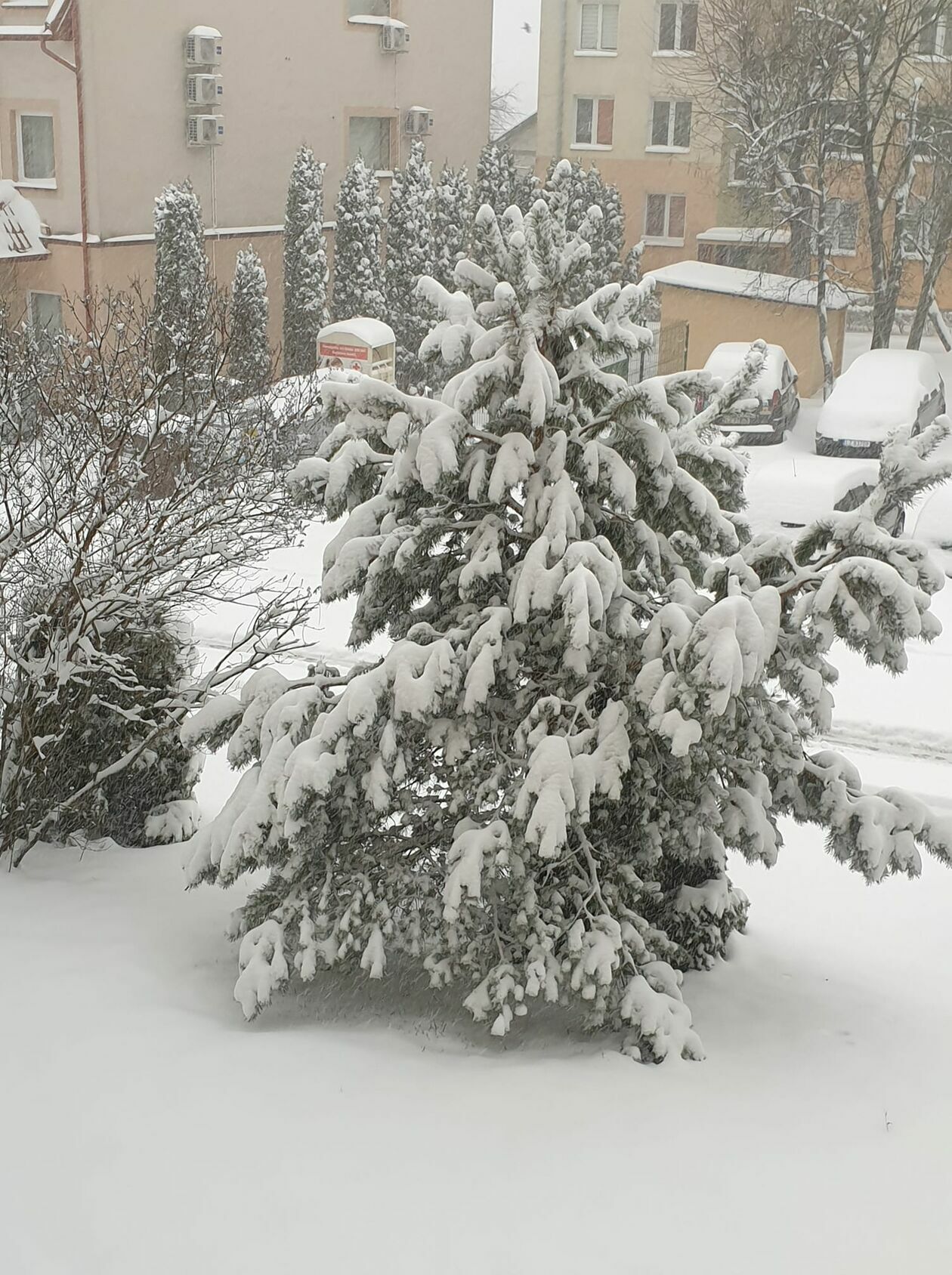  Zima w Lubelskiem. Zdjęcia czytelników (zdjęcie 14) - Autor: czytelnicy