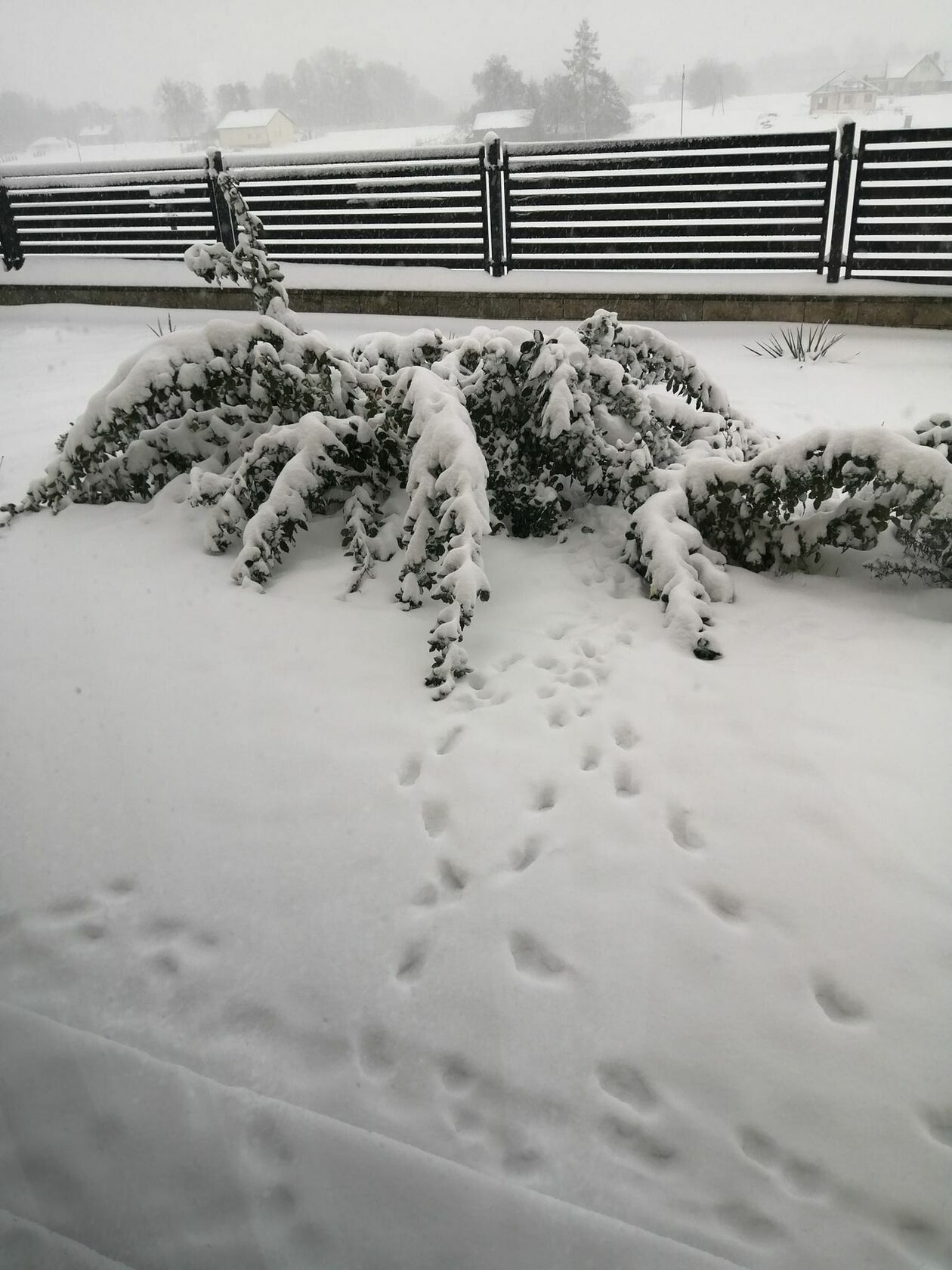  Zima w Lubelskiem. Zdjęcia czytelników  - Autor: czytelnicy