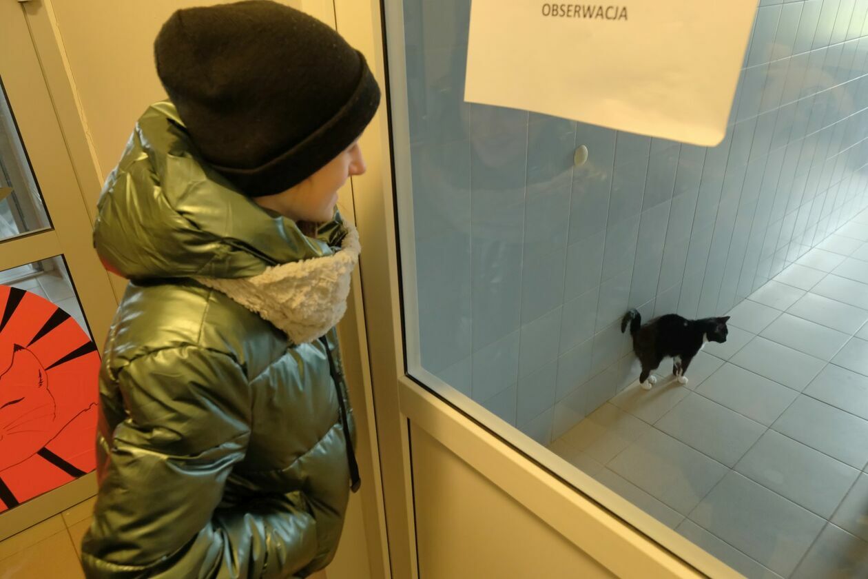  Dzień otwarty w Schronisku dla Bezdomnych Zwierząt w Lublinie (zdjęcie 15) - Autor: DW