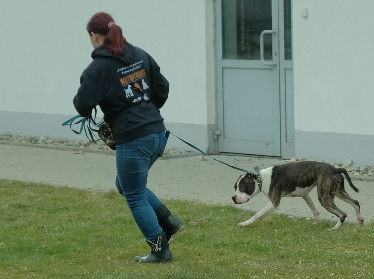  Dzień otwarty w Schronisku dla Bezdomnych Zwierząt w Lublinie  - Autor: DW