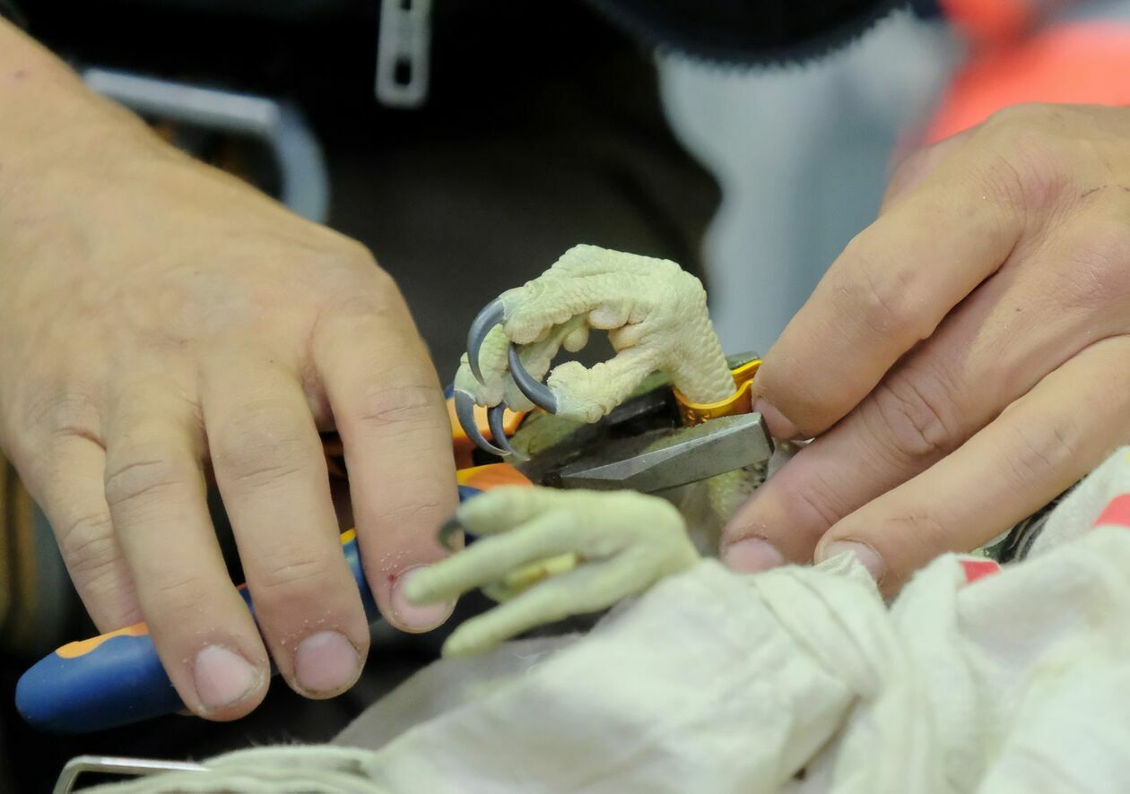  Obrączkowanie piskląt sokoła wędrownego w lubelskiej elektrociepłowni  (zdjęcie 4) - Autor: DW
